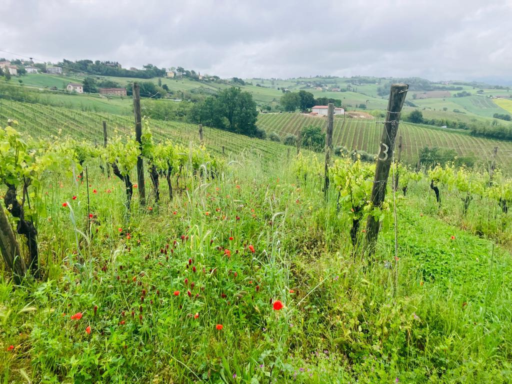 Azienda Agricola Terra Libera Vini Marchigiani