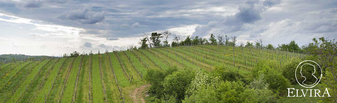 Cantina Elvira in Veneto