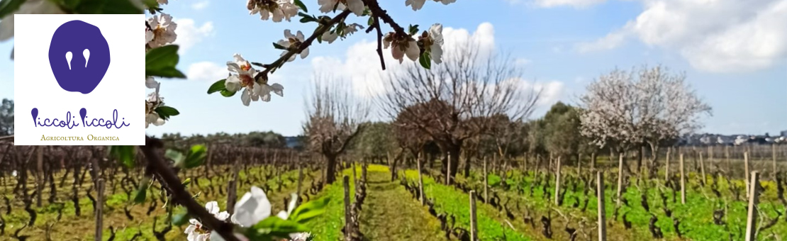 Cantina Piccoli Piccoli in Puglia