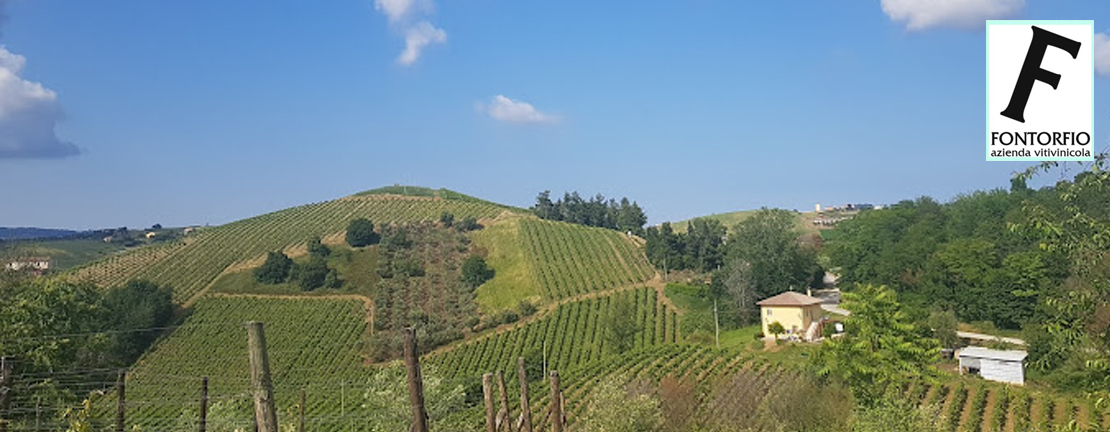 Azienda Vitivinicola Fontorfio nelle marche