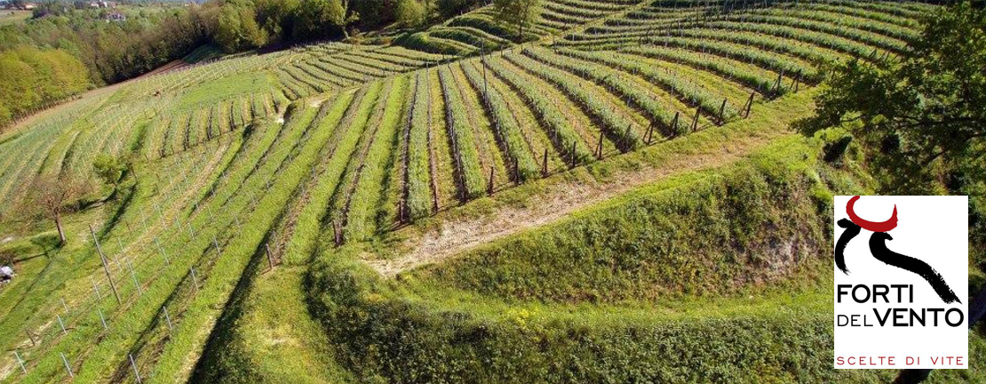 Cantina Forti del Vento in Piemonte