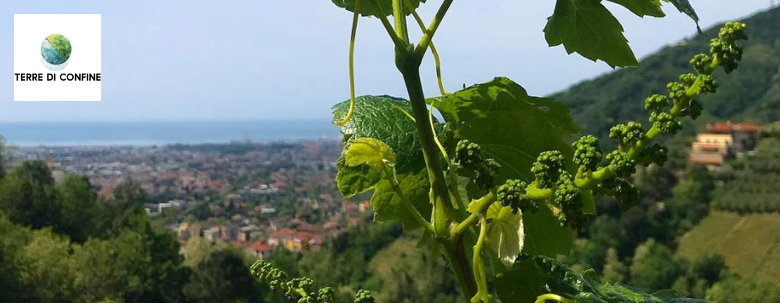 Cantina Terre di Confine in Toscana